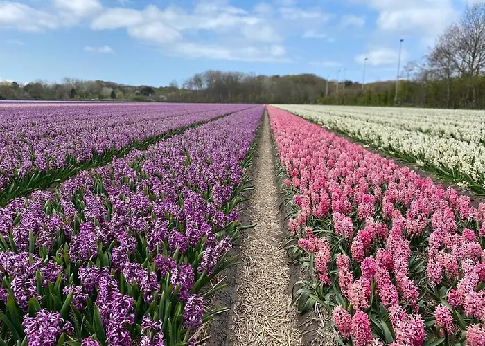 Vakantiehuis Slapen Aan Zee By Droomvilla *